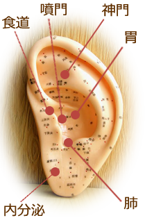ヘルシー耳つぼダイエット6つのつぼ